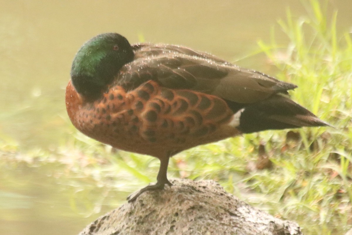 Kastanienente - ML644634784