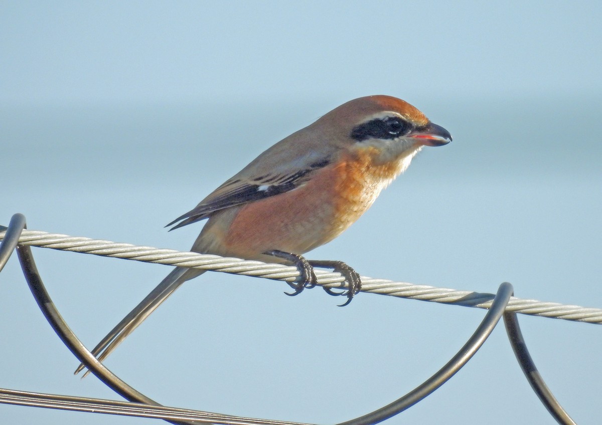 Сорокопуд японський - ML644634785