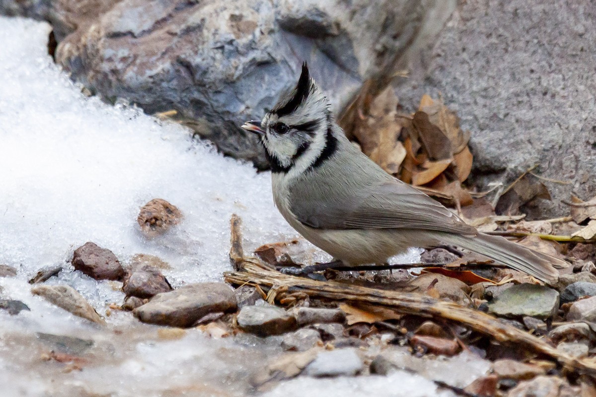 Bridled Titmouse - ML644634787