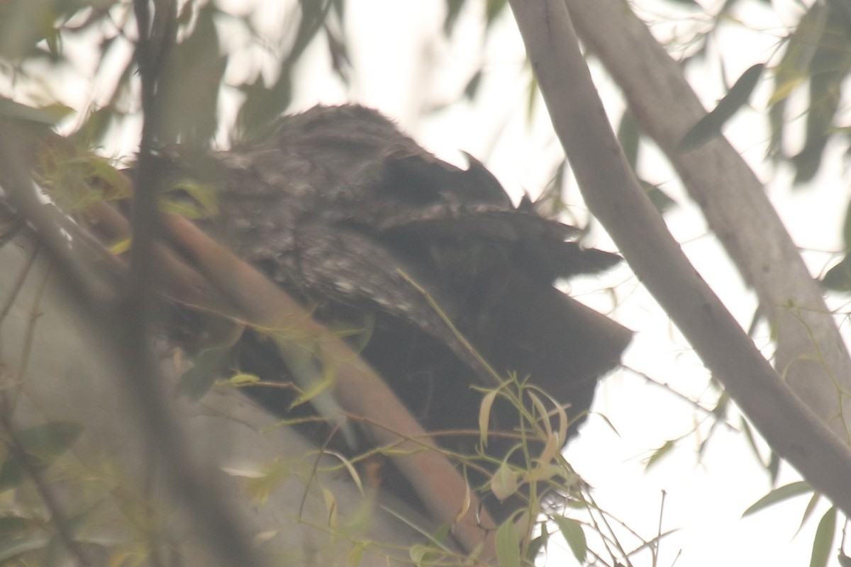 Podargo Australiano - ML644634790