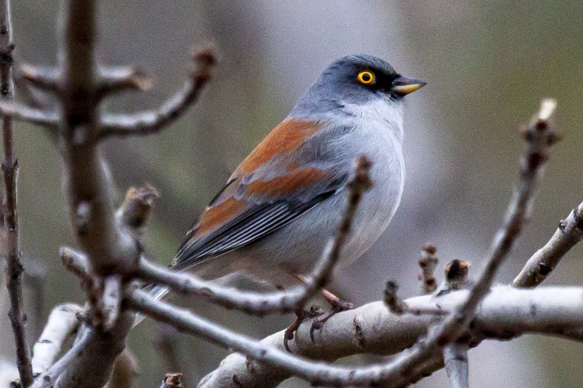 Yellow-eyed Junco - ML644634794