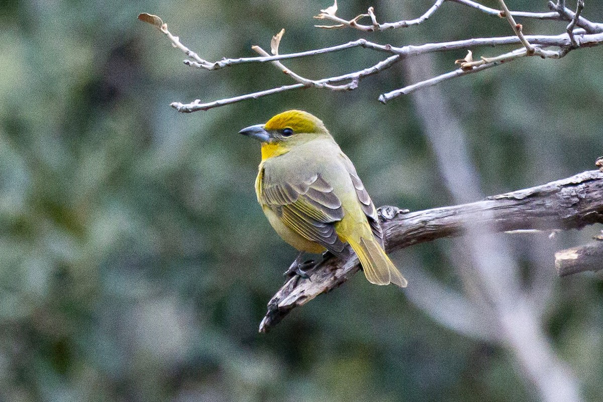 Hepatic Tanager - ML644634798