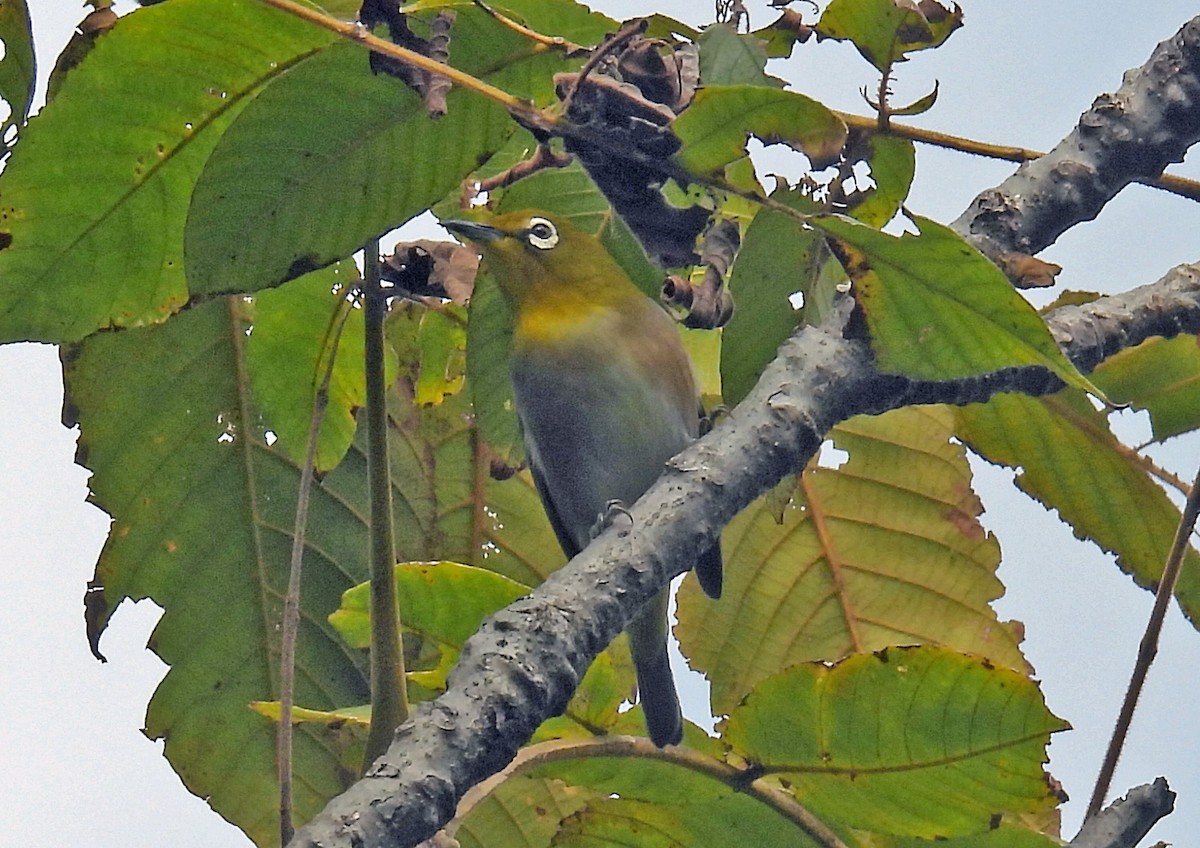 Окулярник японський - ML644634801