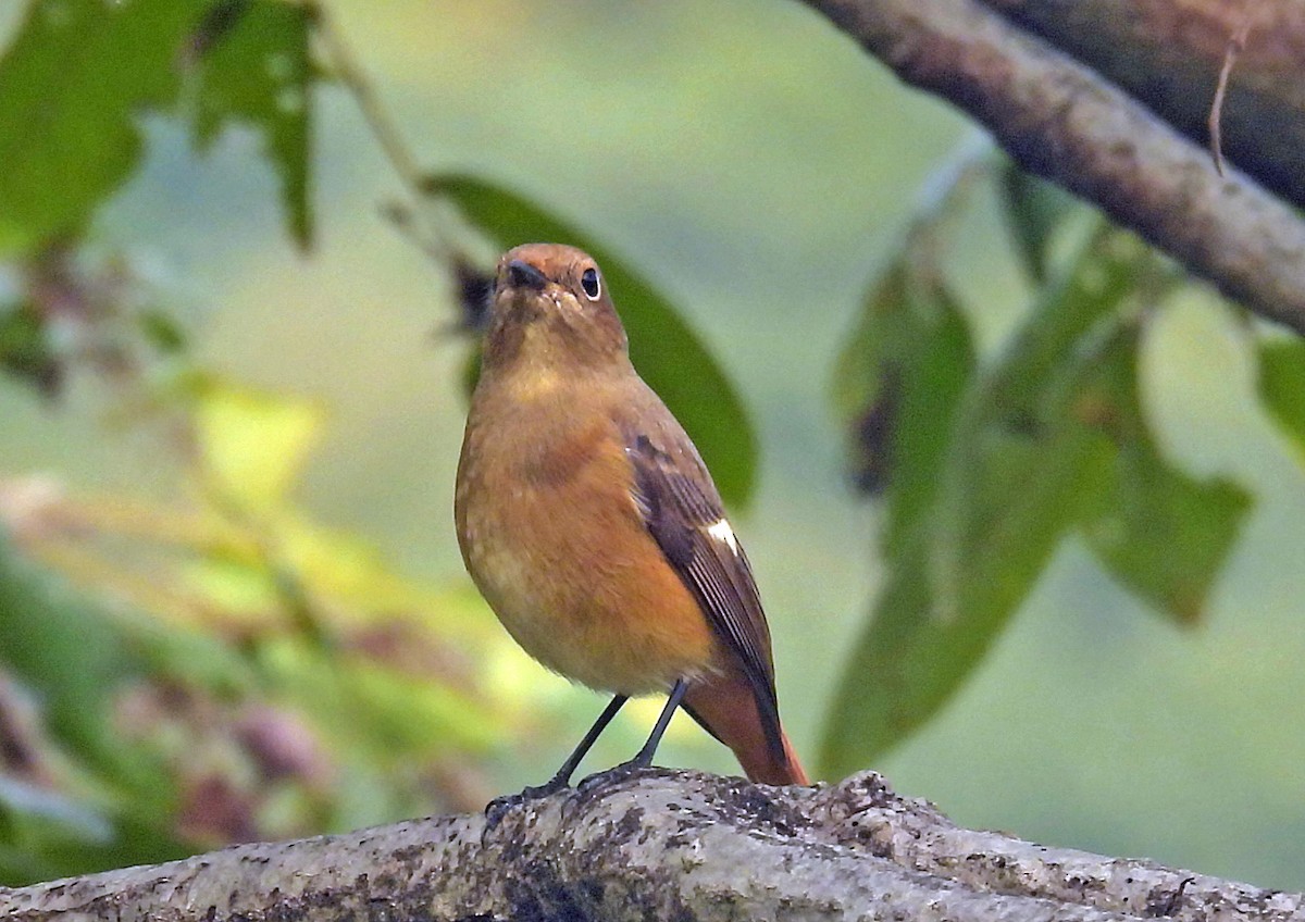 Горихвістка сибірська - ML644634810