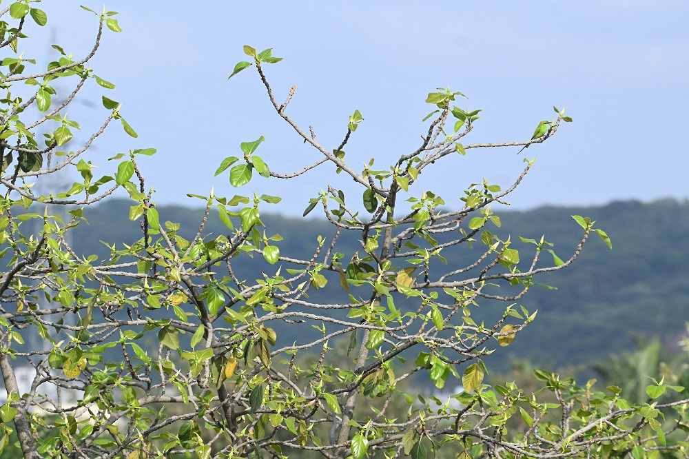 Asian Green Bee-eater - ML644634815