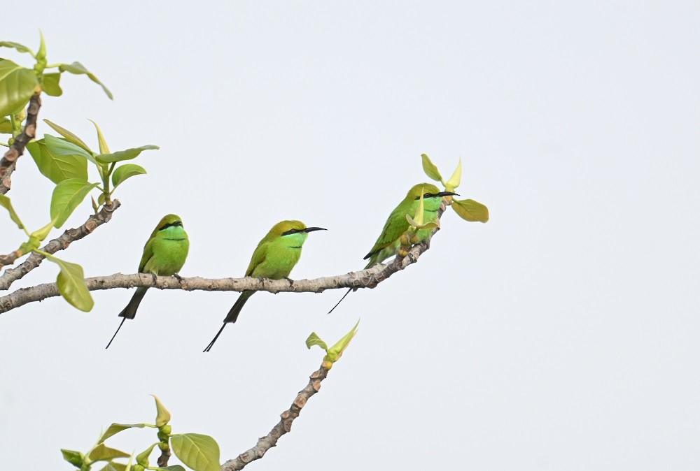 Asian Green Bee-eater - ML644634816