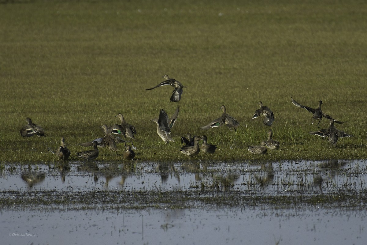 Green-winged Teal - ML644634835