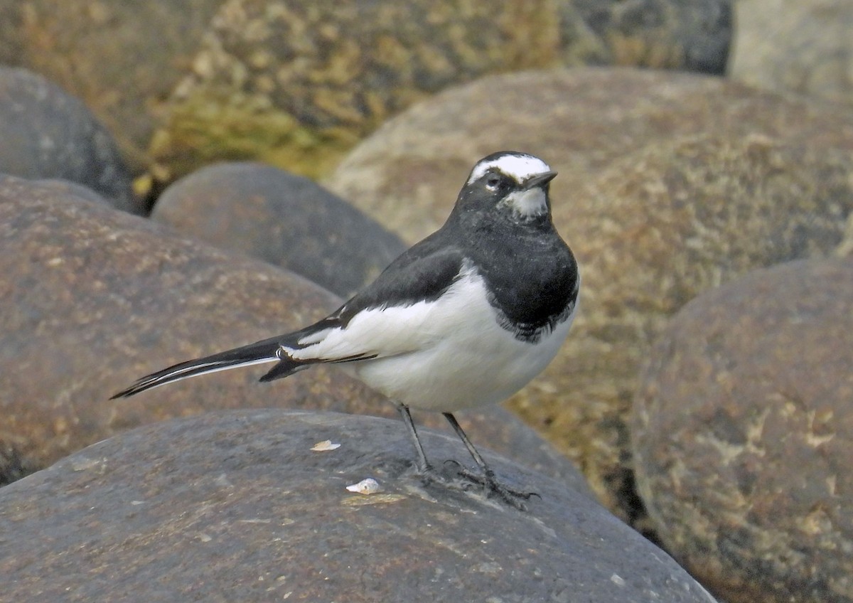 Плиска японська - ML644634839