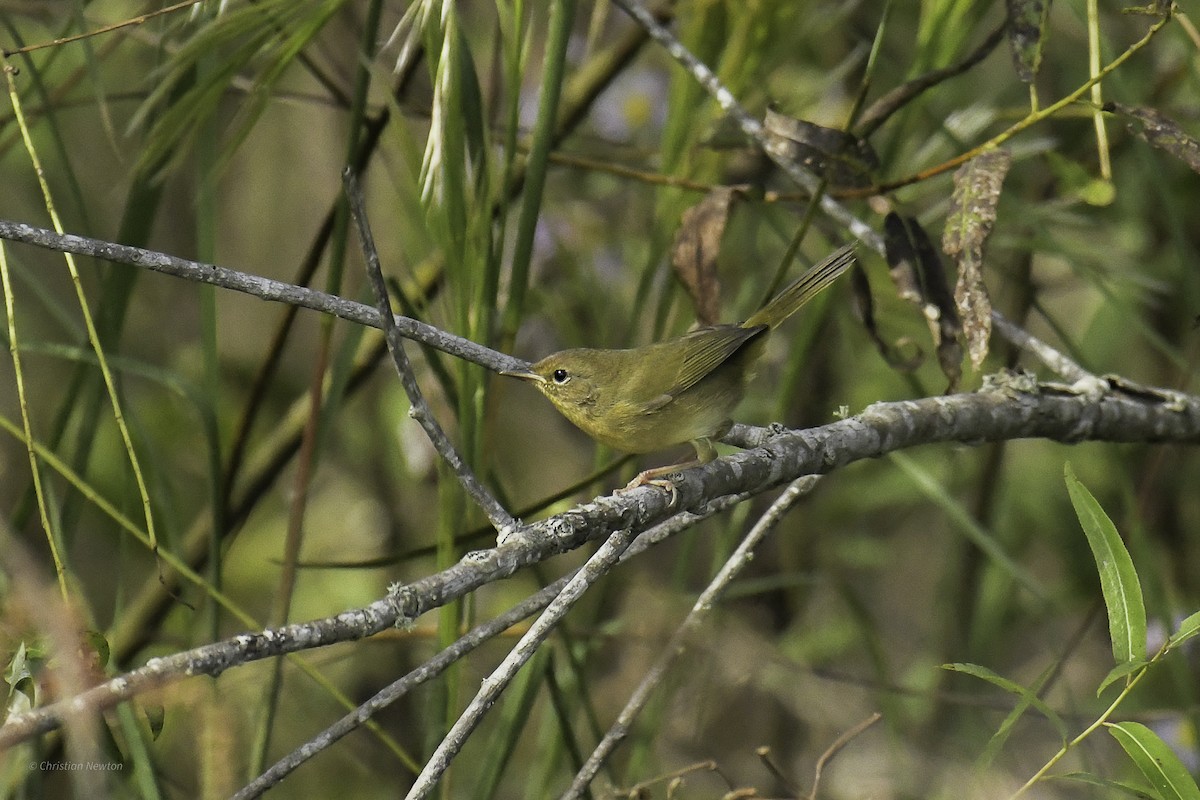Common Yellowthroat - ML644634841