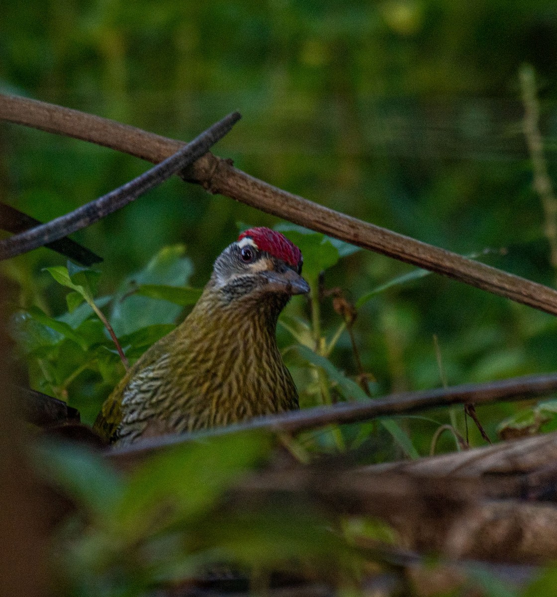 Streak-throated Woodpecker - ML644634843