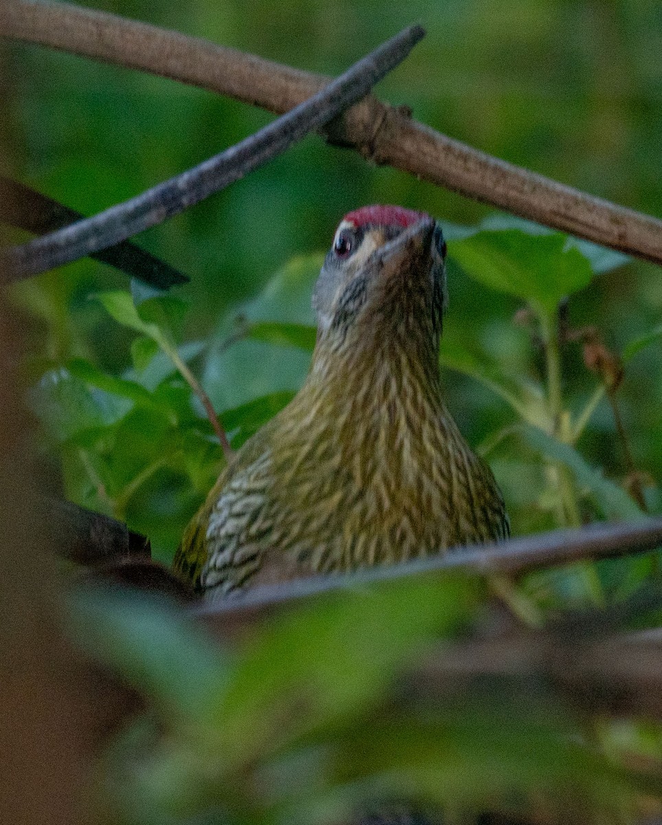 Streak-throated Woodpecker - ML644634844