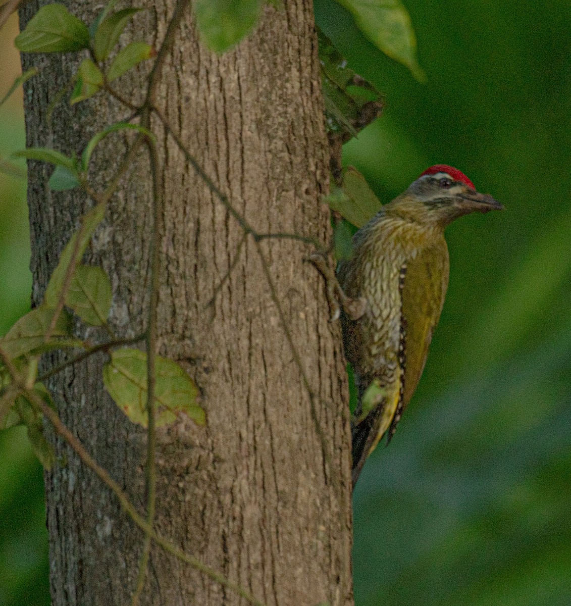 Streak-throated Woodpecker - ML644634845