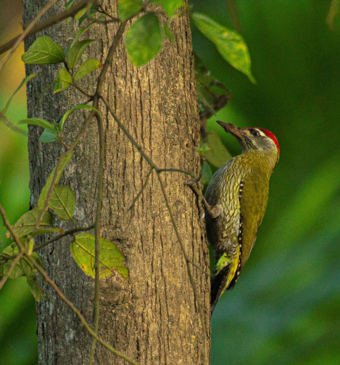 Streak-throated Woodpecker - ML644634846