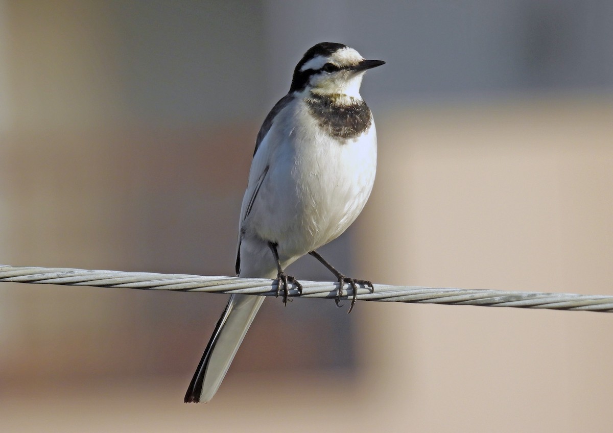 Плиска біла - ML644634847