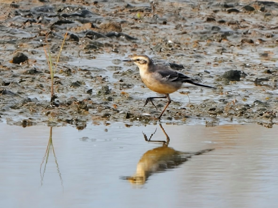 Citrine Wagtail - ML644634852