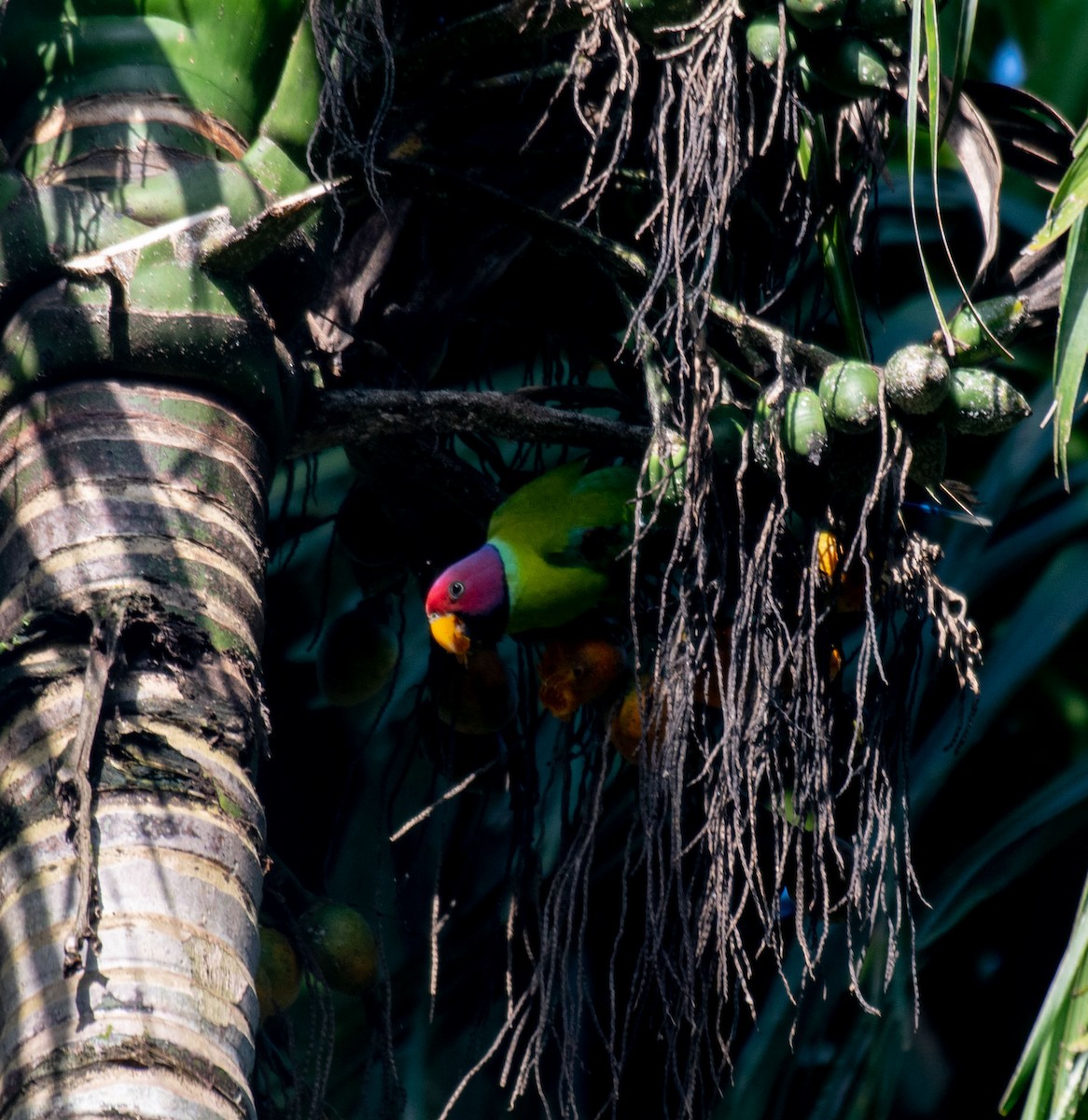 Папужець фіолетовоголовий - ML644634863