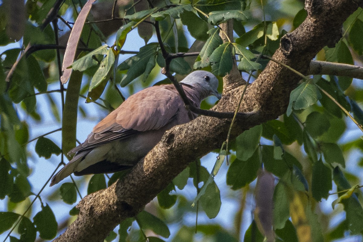 Tórtola Cabecigrís - ML644634866