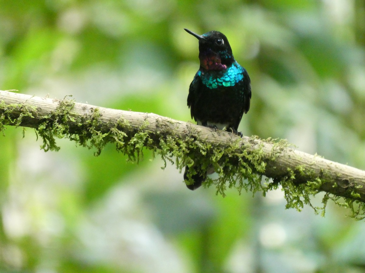 Колібрі-німфа турмаліновий - ML644634868