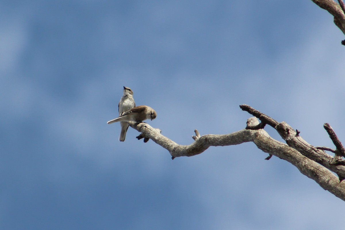 Avustalya Şakıcı Sinekkapanı - ML644634870