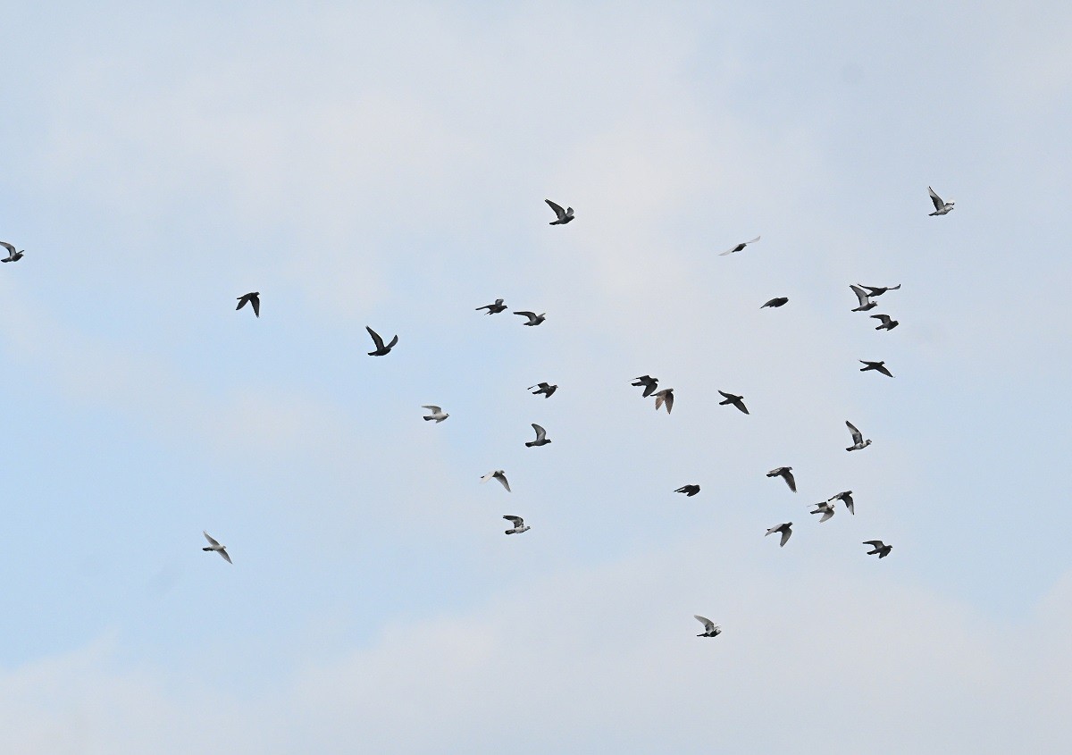 Голуб сизий (міський) - ML644634876