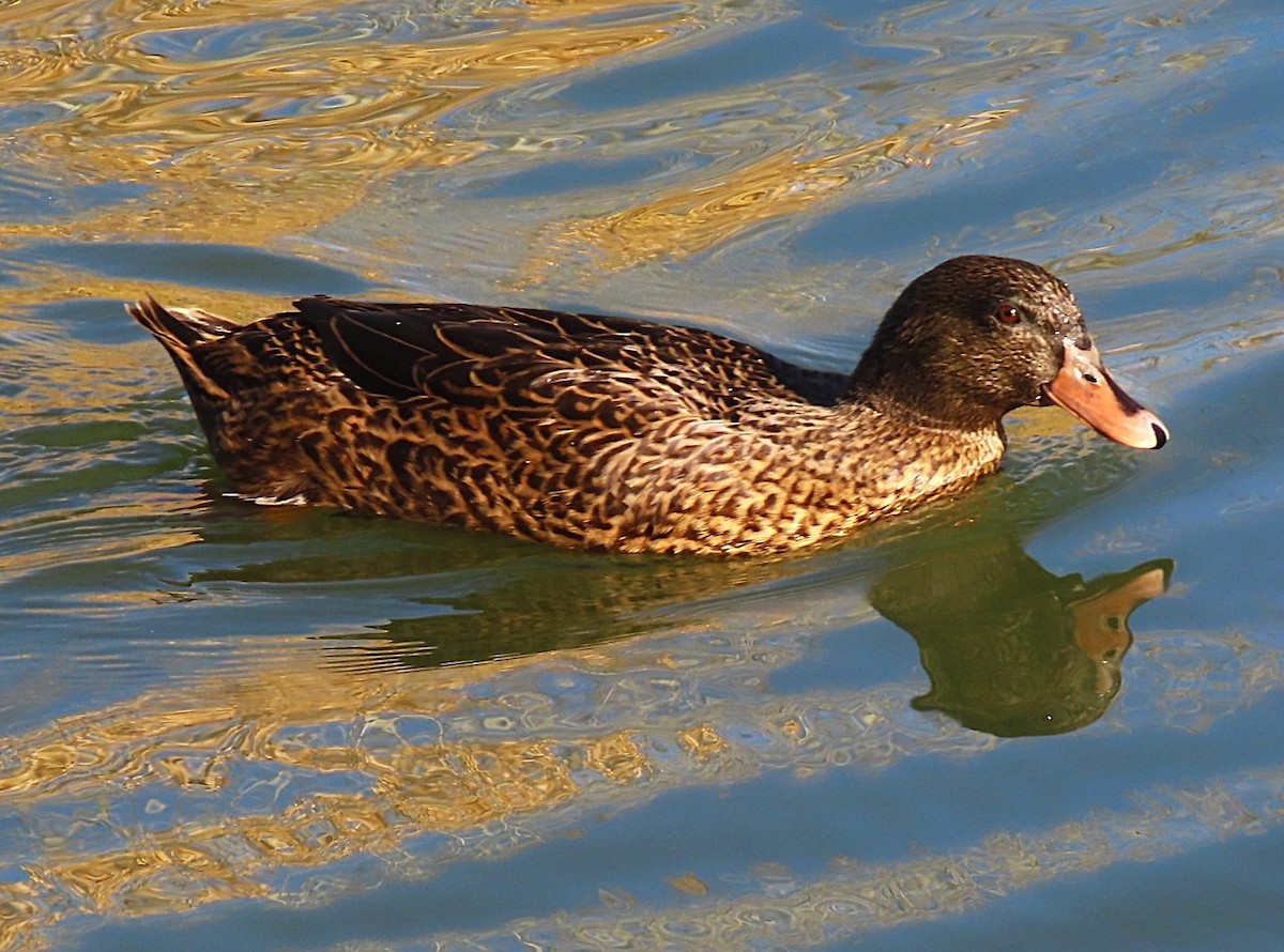 stokkand (domestisert) - ML644634887