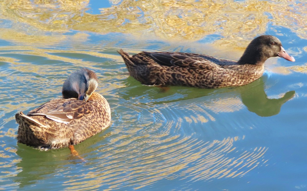 stokkand (domestisert) - ML644634888