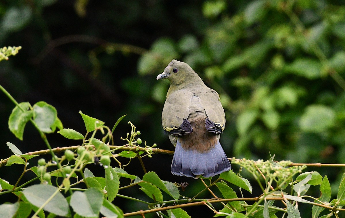 Pink-necked Green-Pigeon - ML644634890