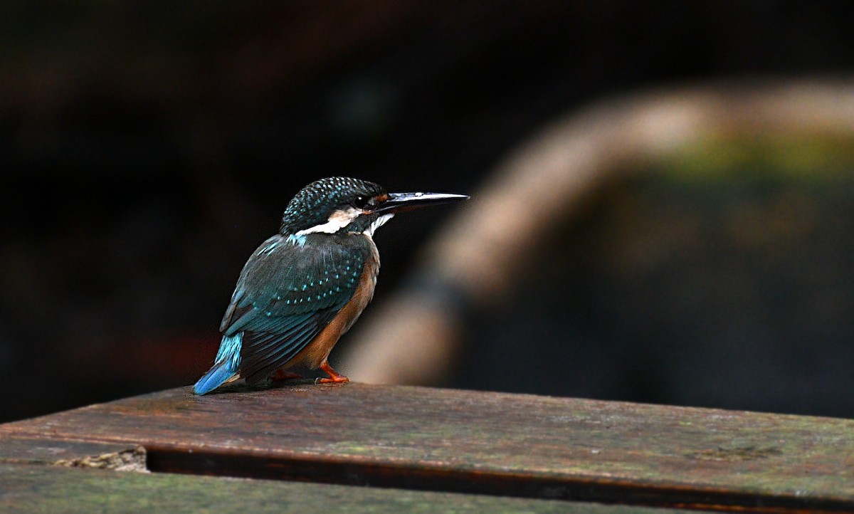 Common Kingfisher - ML644634897