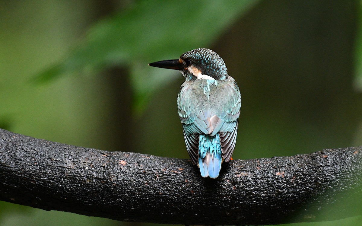 Common Kingfisher - ML644634900