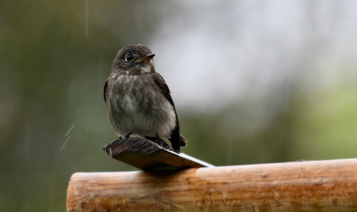 Dark-sided Flycatcher - ML644634905