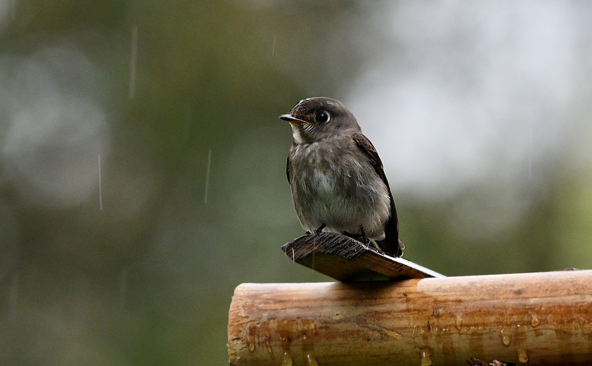 Dark-sided Flycatcher - ML644634906