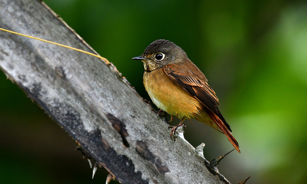 Rostschnäpper - ML644634910