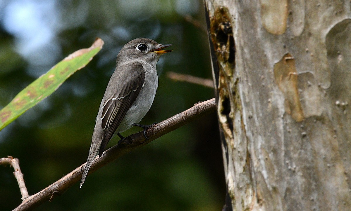 Asian Brown Flycatcher - ML644634915
