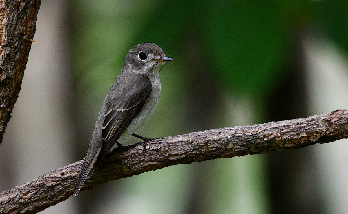 Asian Brown Flycatcher - ML644634916