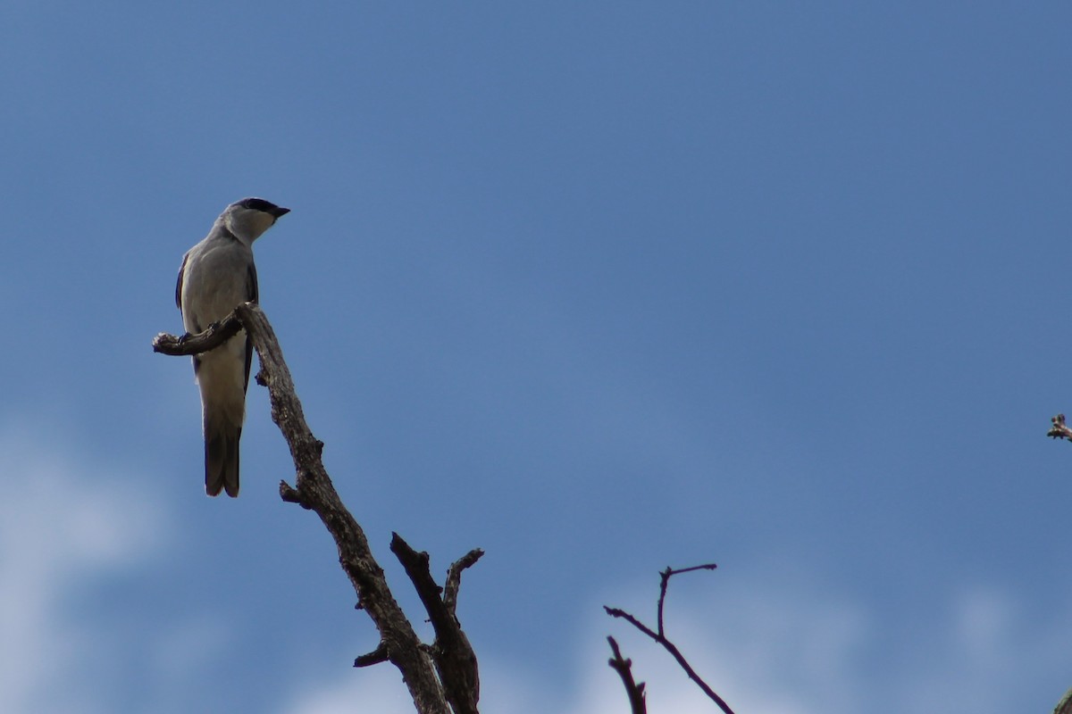 White-bellied Cuckooshrike - ML644634922