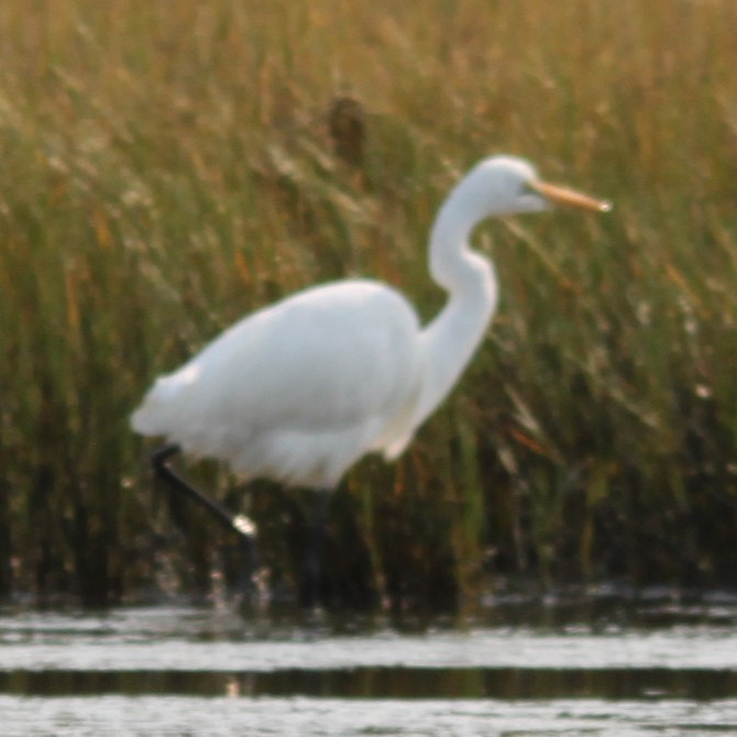 Great Egret (African) - ML644634935