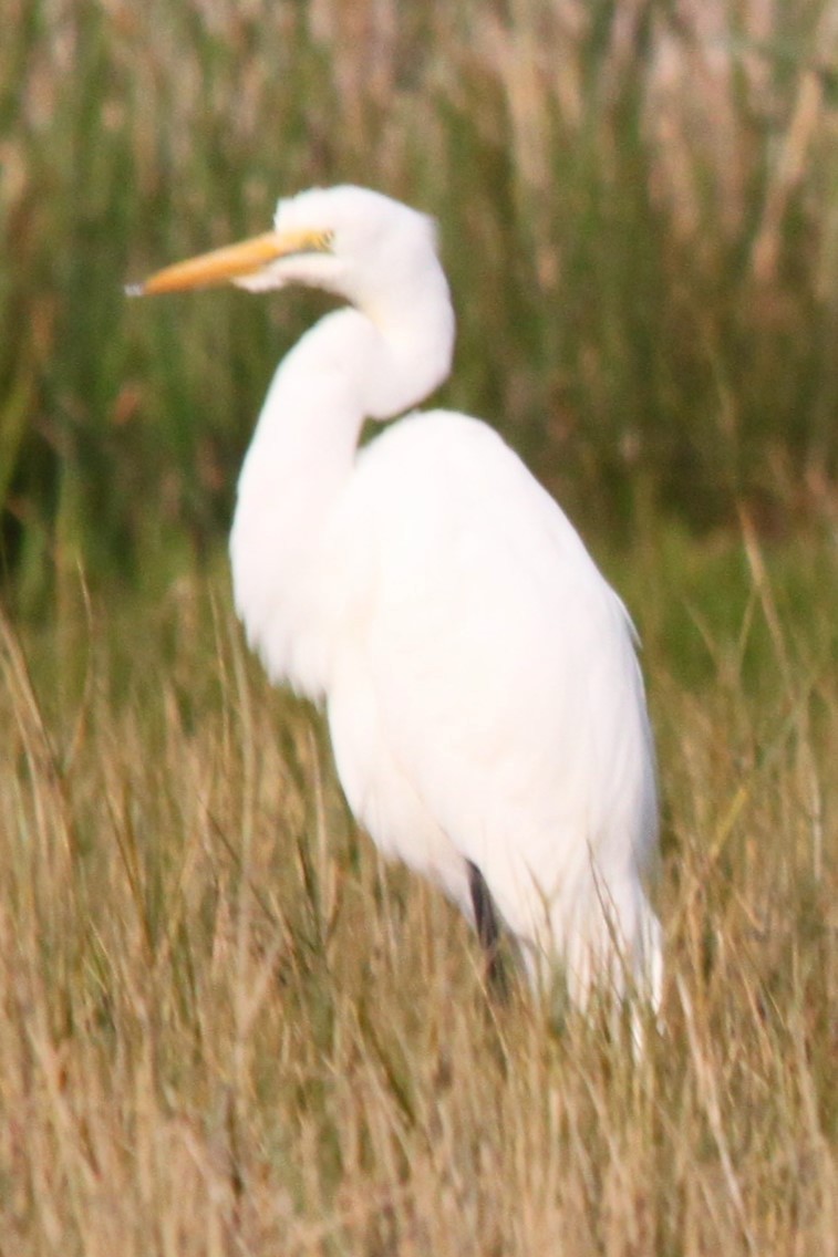 Great Egret (African) - ML644634943