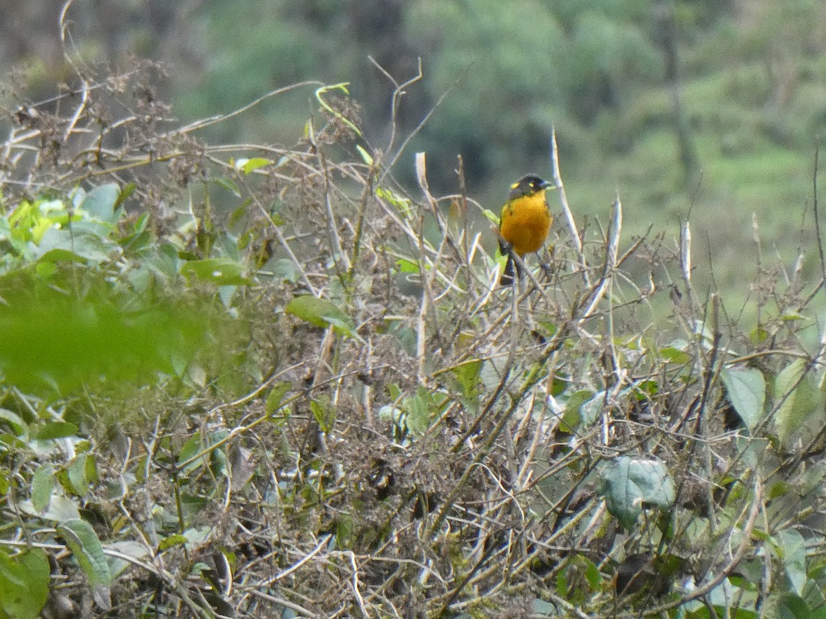 Tangara Lacrimosa - ML644634946