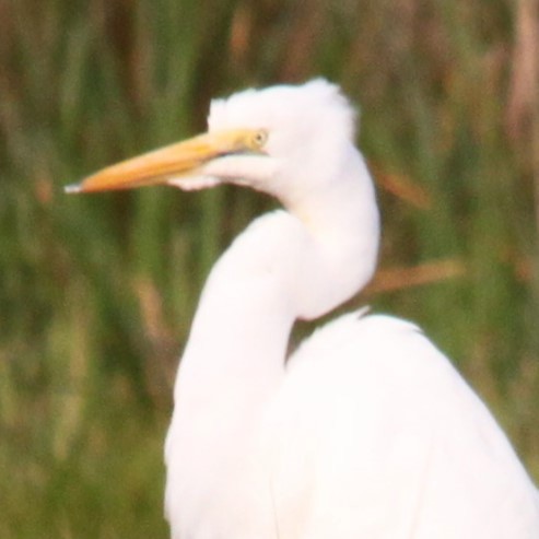 Great Egret (African) - ML644634947