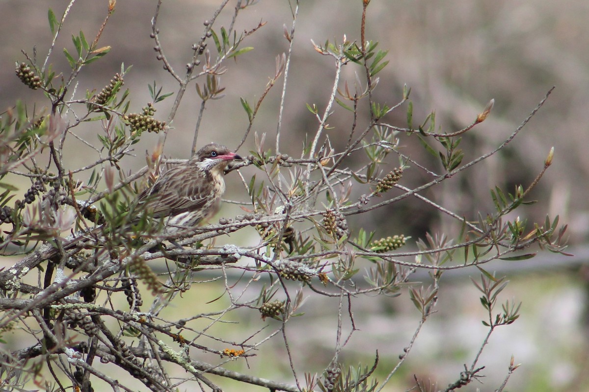 Diken Yanaklı Balkuşu - ML644634962