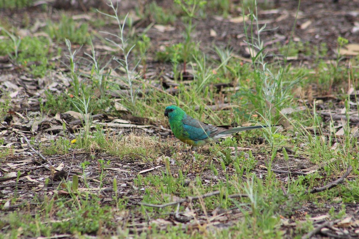 Red-rumped Parrot - ML644634971