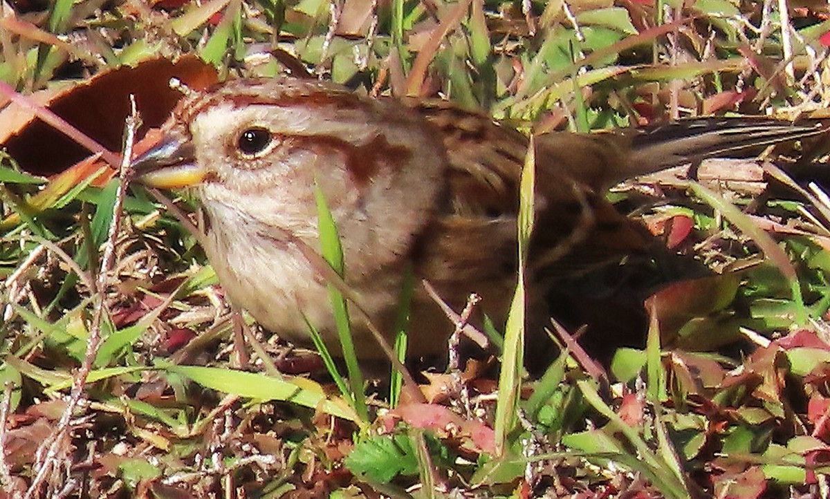 Hudson Körfezi Serçesi - ML644634972