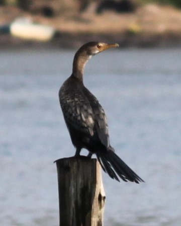Reed Cormorant - ML644634977