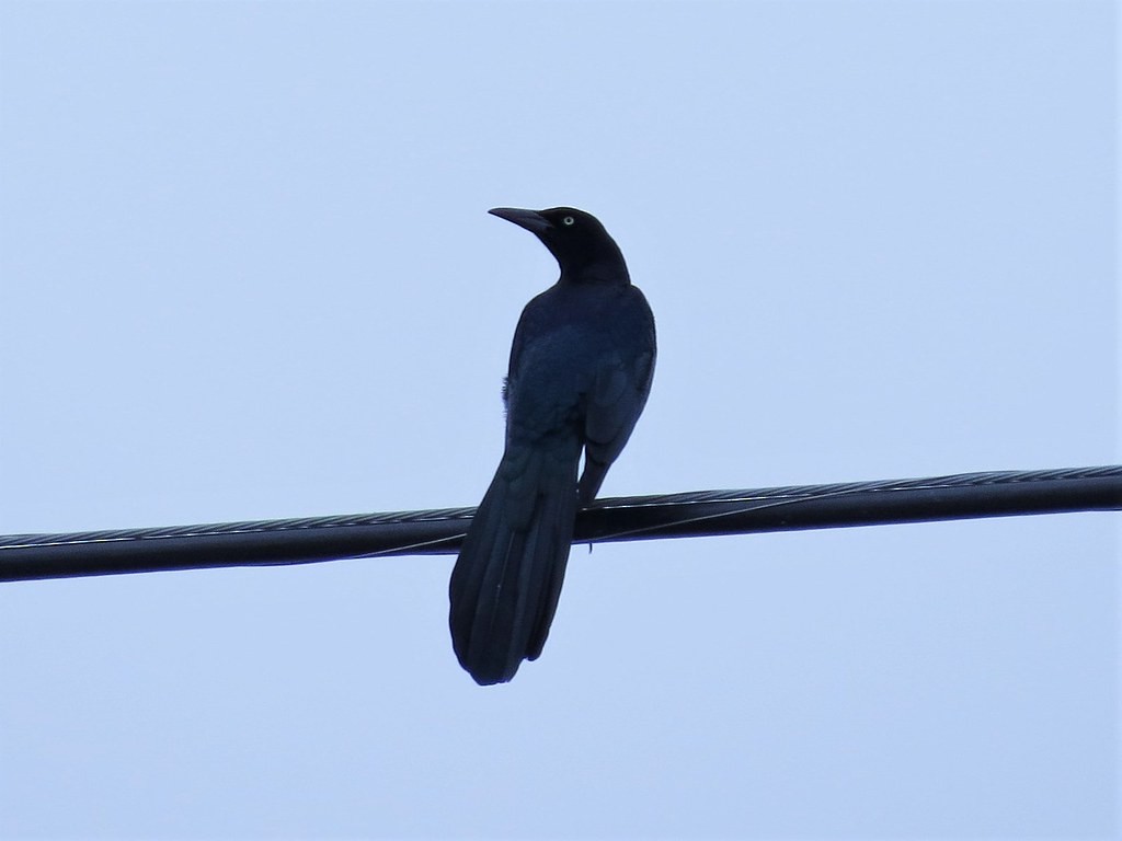 Great-tailed Grackle - ML644634999