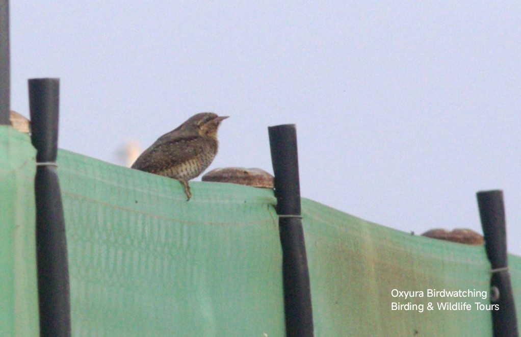 Eurasian Wryneck - ML644635006
