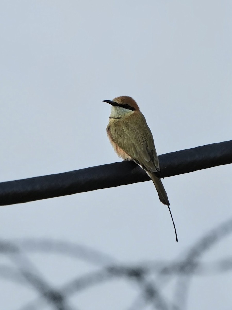 Asian Green Bee-eater - ML644635011