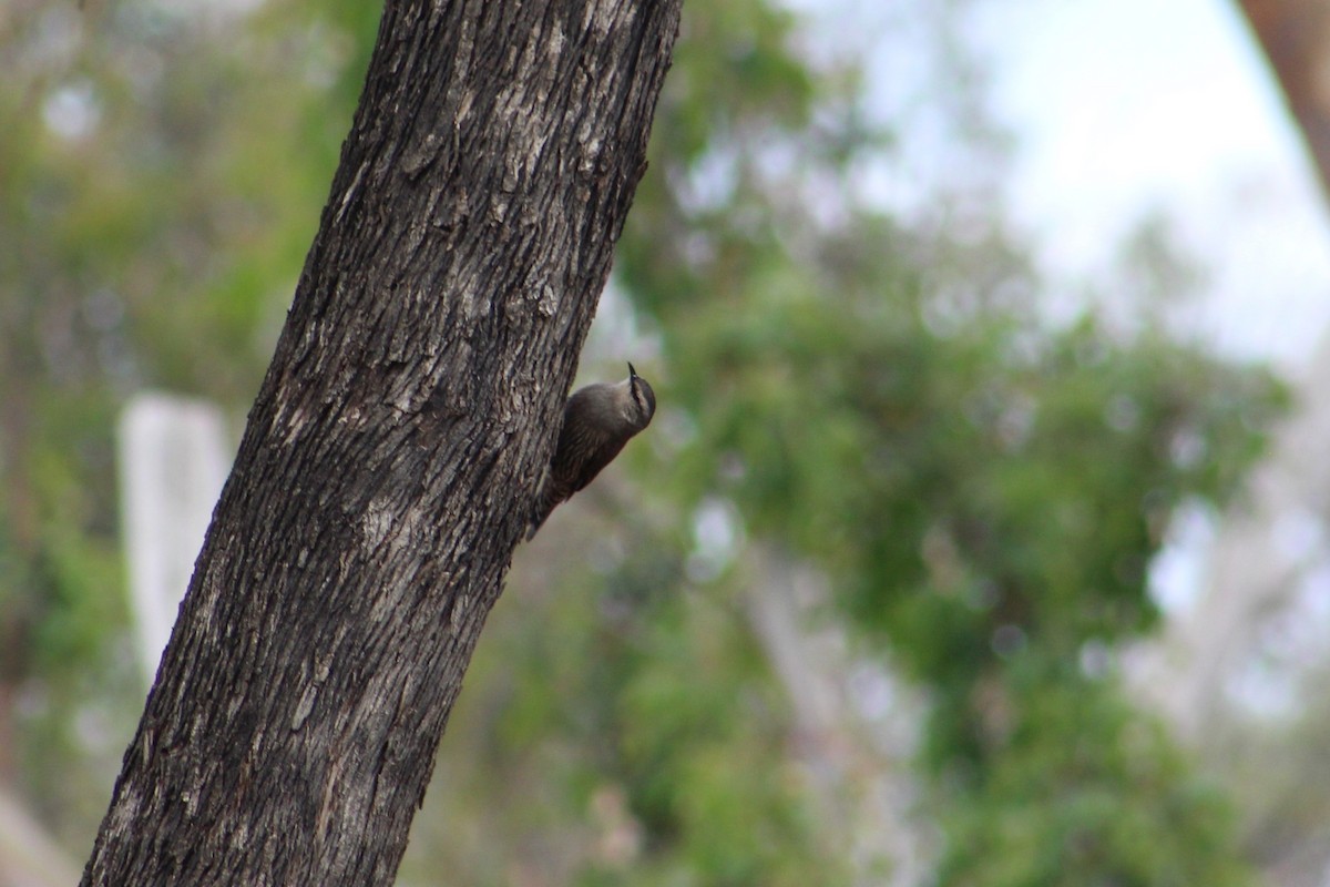 Brown Treecreeper - ML644635021