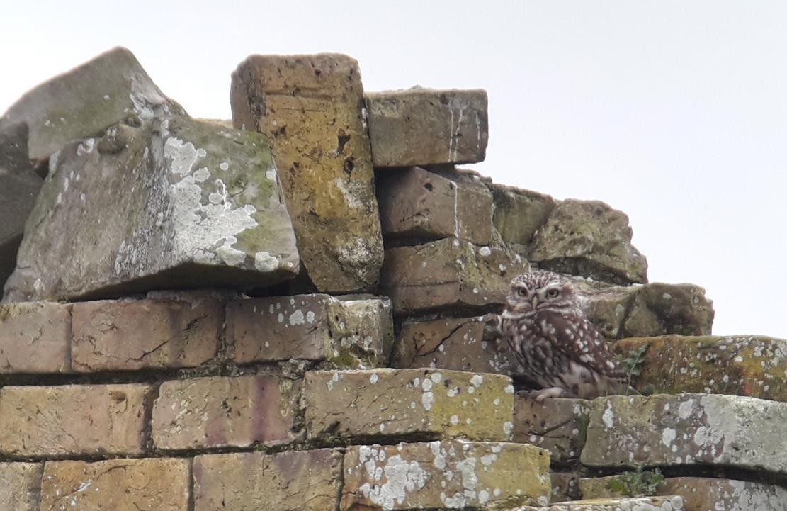 kirkeugle - ML644635022