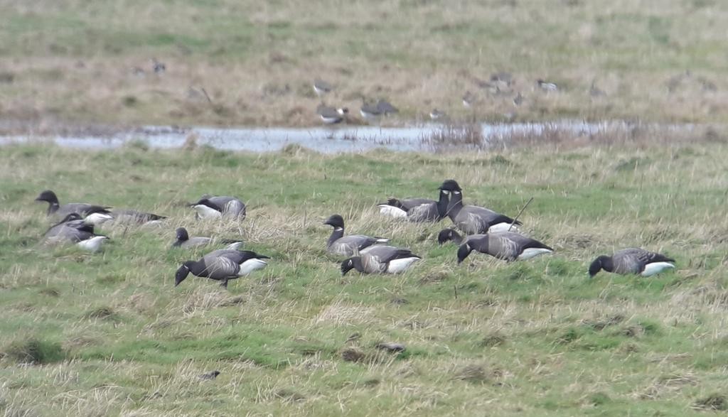 ringgås (bernicla) - ML644635027