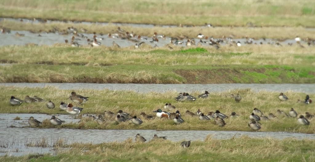 Green-winged Teal (Eurasian) - ML644635062